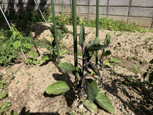 やまびこ 夏野菜